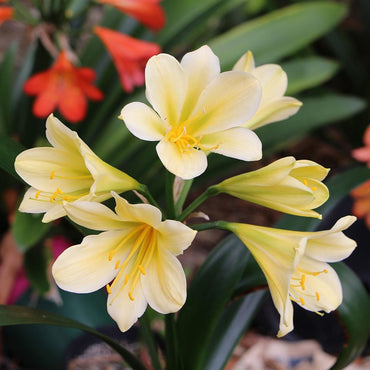 Yellow Clivia Flower Seeds