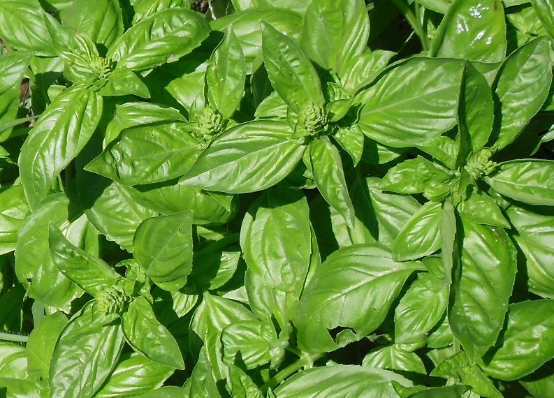 Genovese Basil (Ocimum basilicum 'Genovese') Seeds