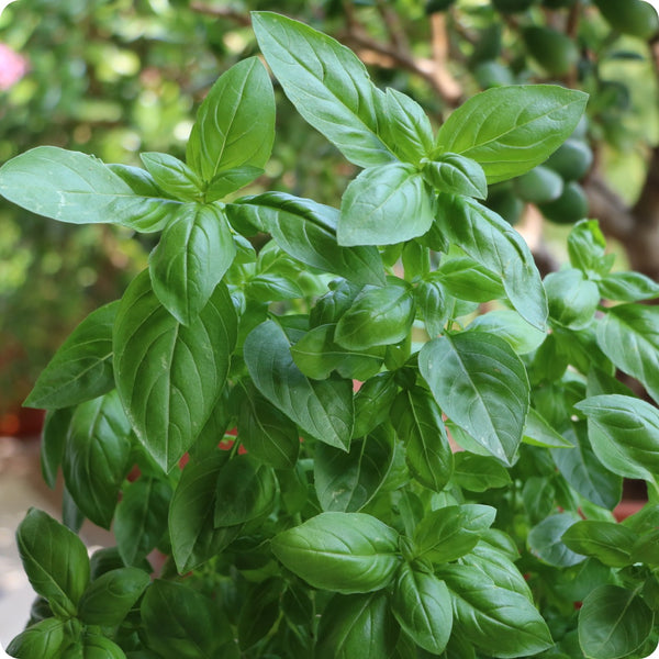Genovese Basil Ocimum Basilicum 'Genovese' Seeds heirloom non-gmo organic garden seeds