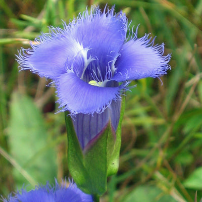 フリンジ付きリンドウ（リンドウ属クリー二タ種／リンドウモドキ属）在来薬草 青紫色の花の種