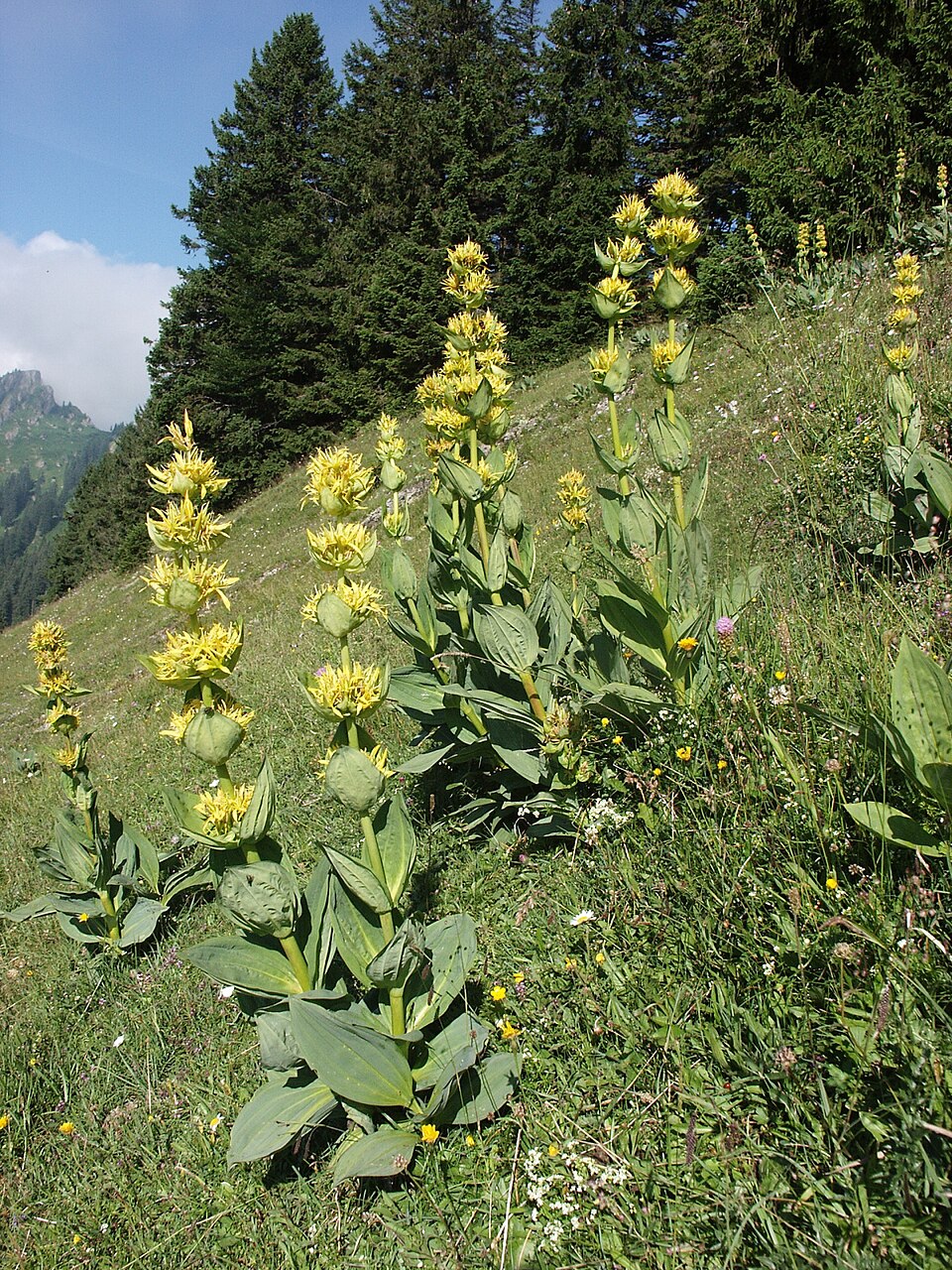 大黄竜胆（Gentiana lutea）薬草と花の種