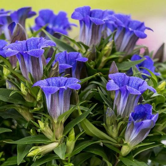 Gentiana Scabra Flower Seeds