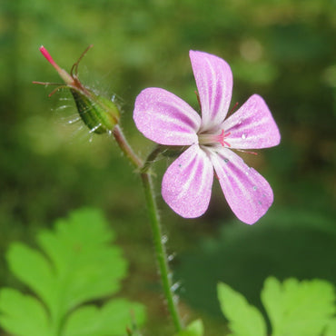 Herb Robert flower Seeds