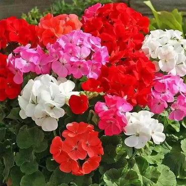 Geranium Flower seeds for Planting - Low Maintenance, Heirloom & GMO Free Seeds for Home Garden
