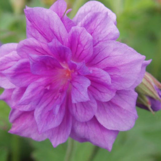 Double Purple Geranium Flower Seeds