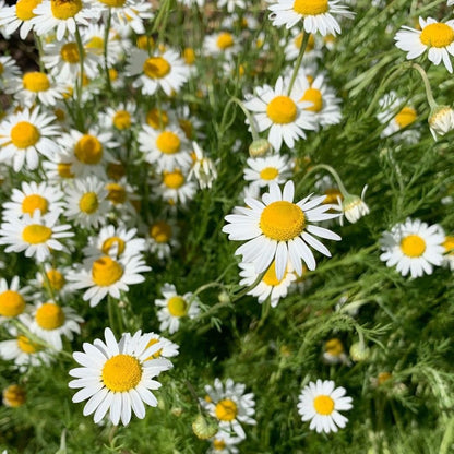Chamomile Flower Seeds