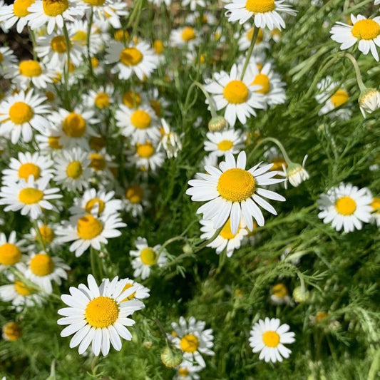 Chamomile Flower Seeds