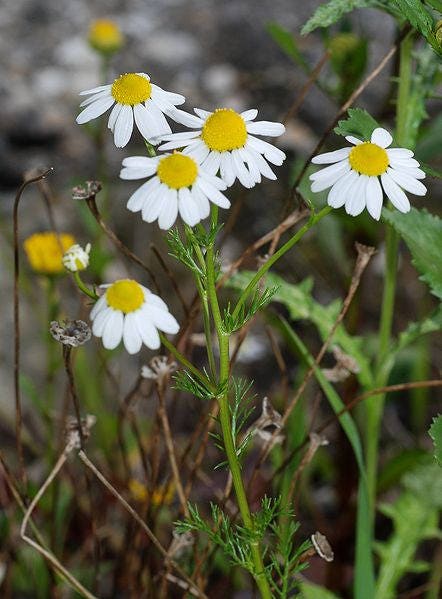 German Chamomile Matricaria Recutita Herb Flower Seeds heirloom non-gmo organic garden seeds