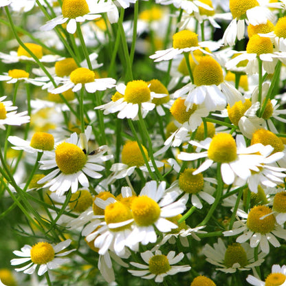 Chamomile Seeds German Matricaria Recutita heirloom non-gmo organic garden seeds