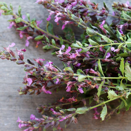 Germander Teucrium Chamaedrys Seeds heirloom non-gmo organic garden seeds