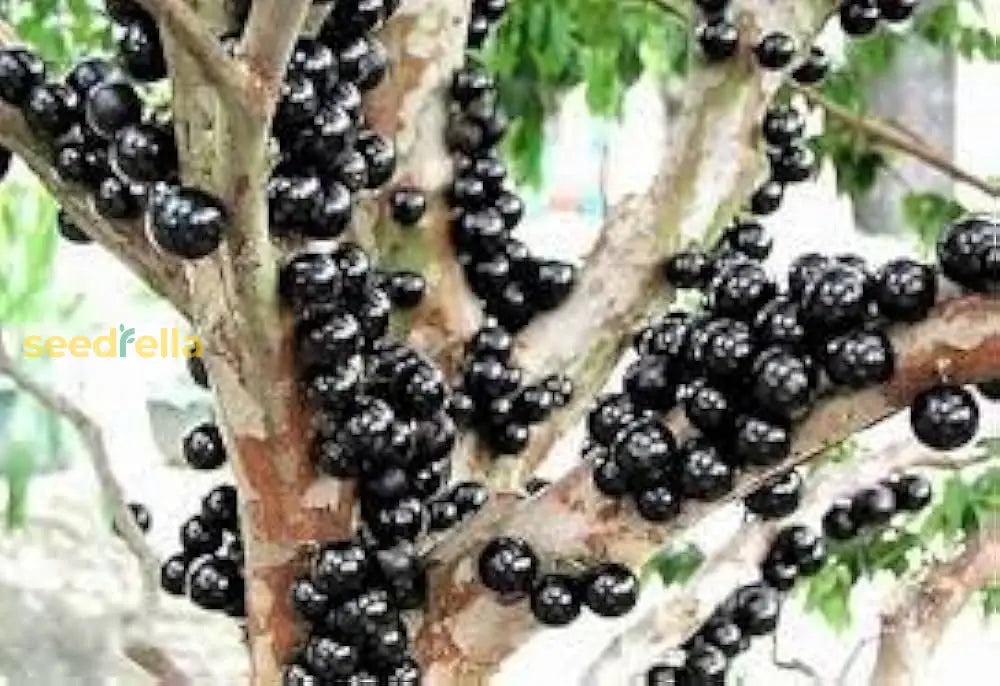 Black Brazilian Grape Fruit Seeds for Planting