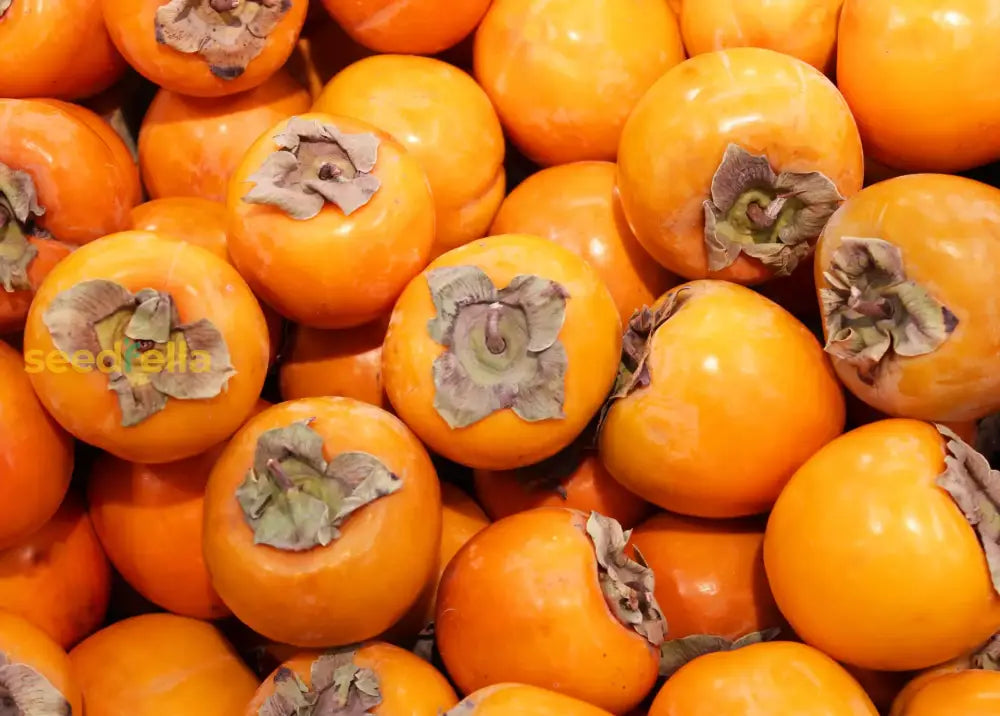 Persimmon Seeds for Planting - Grow Delicious Fruit Trees