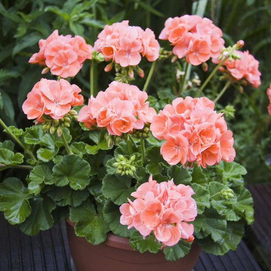 Pelargonium Flower Seeds