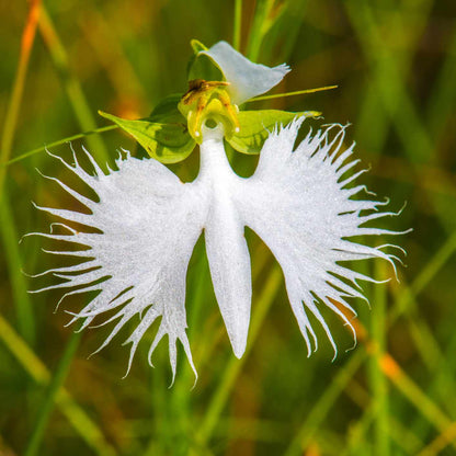 White Egret Orchid Flower Seeds