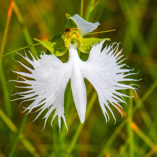 White Egret Orchid Flower Seeds