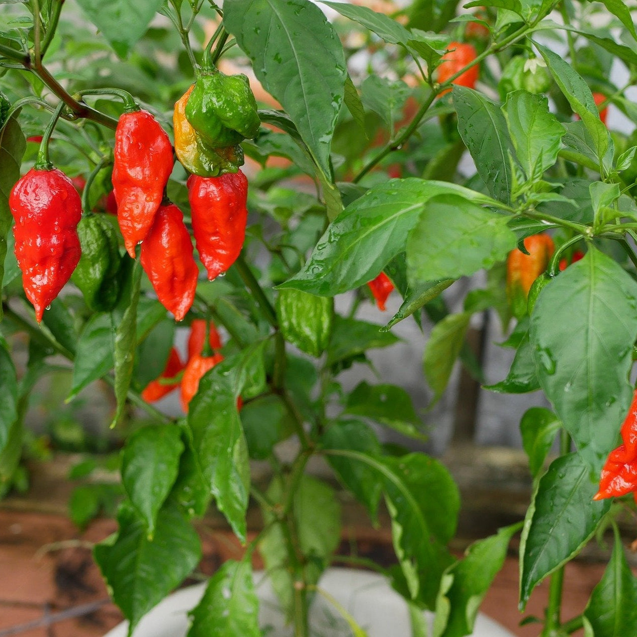 Semi di Verdura Ghost Pepper