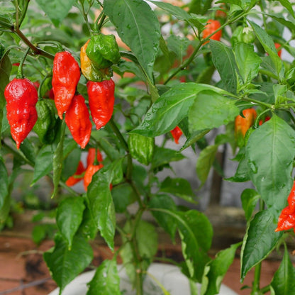 Semi di Verdura Ghost Pepper