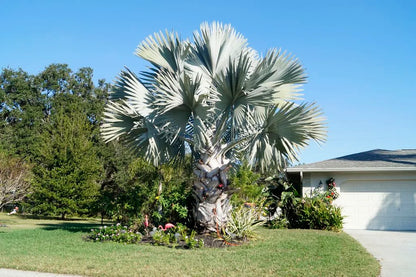 Bismarck Palm Tree Seeds