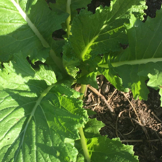 Green in the Snow Mustard Seeds for Planting – Heirloom, Non-GMO, Cold-Tolerant, Annual