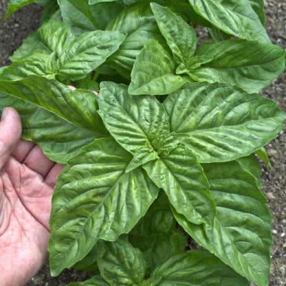 Basilico Mostruoso Basil (Ocimum basilicum 'Mostruoso') Seeds