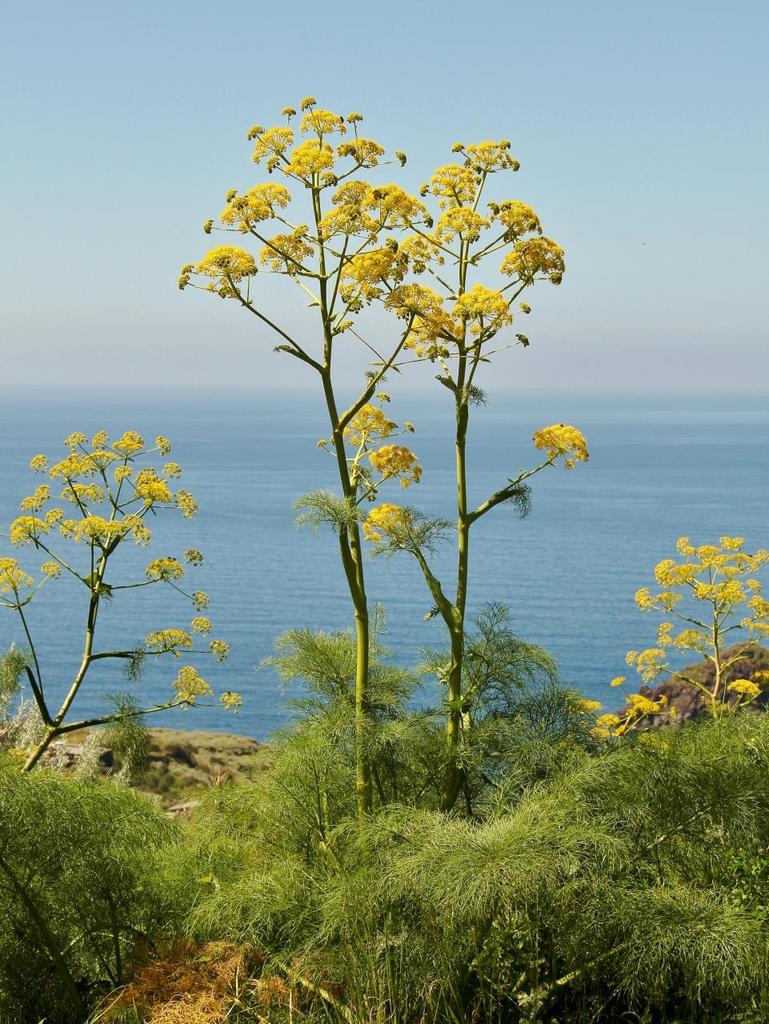 Giant Fennel (Ferula communis gigantea) Yellow Flower Herb Seeds
