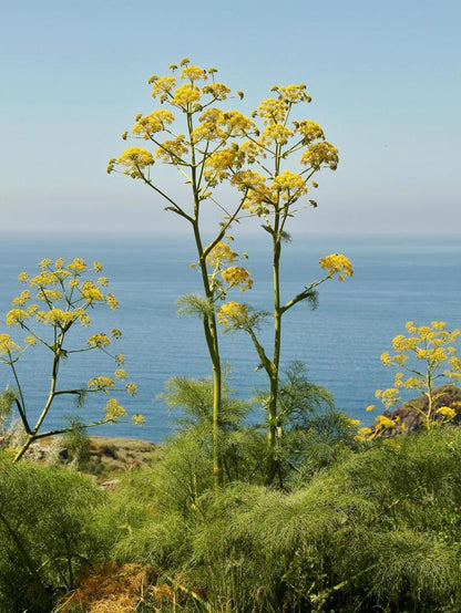 Giant Fennel (Ferula communis gigantea) Yellow Flower Herb Seeds