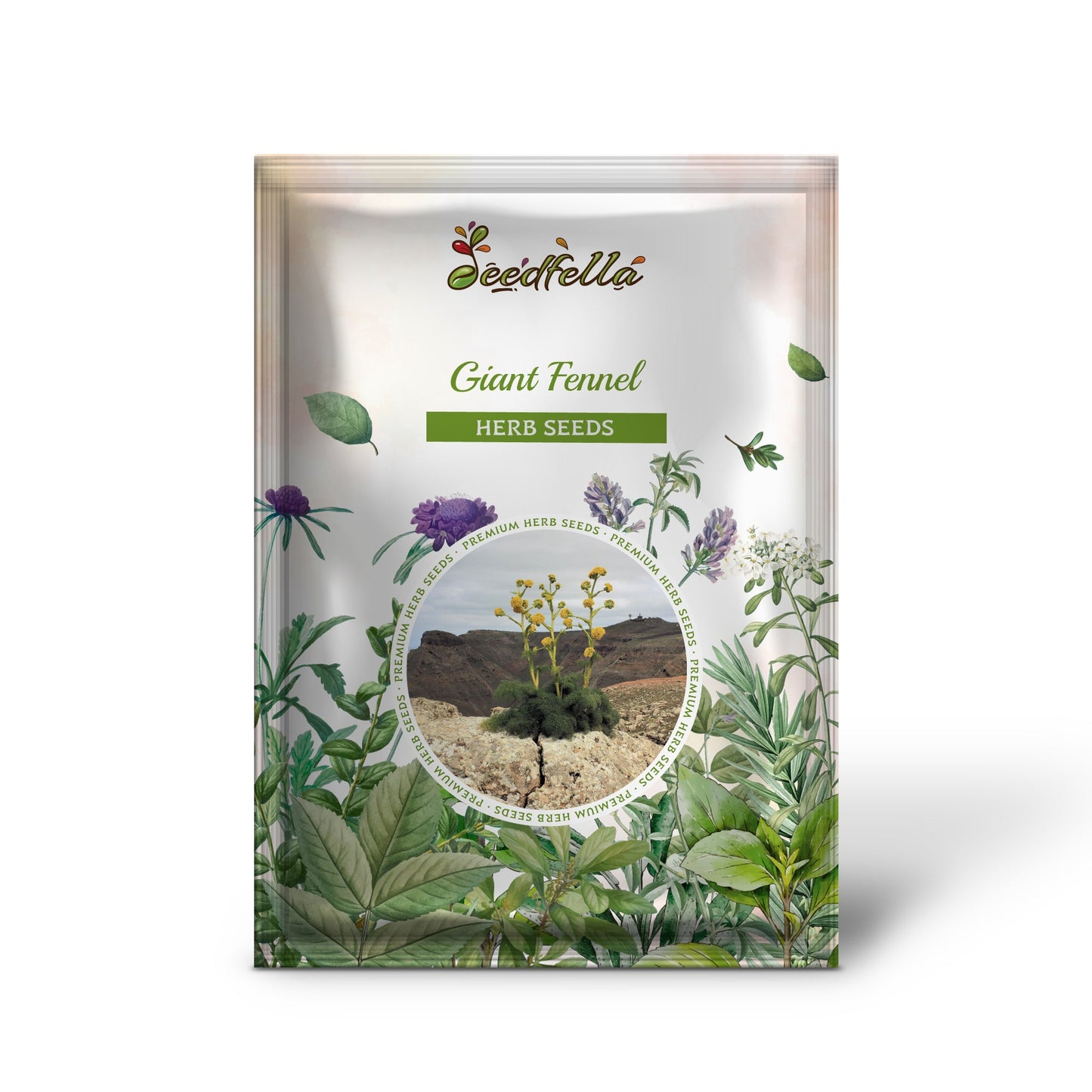 Giant Fennel (Ferula communis gigantea) Yellow Flower Herb Seeds