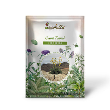 Giant Fennel (Ferula communis gigantea) Yellow Flower Herb Seeds