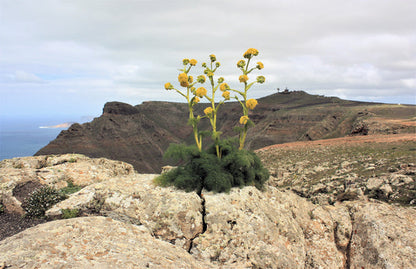 Giant Fennel Ferula Communis Gigantea Yellow Flower Herb Seeds heirloom non-gmo organic garden seeds