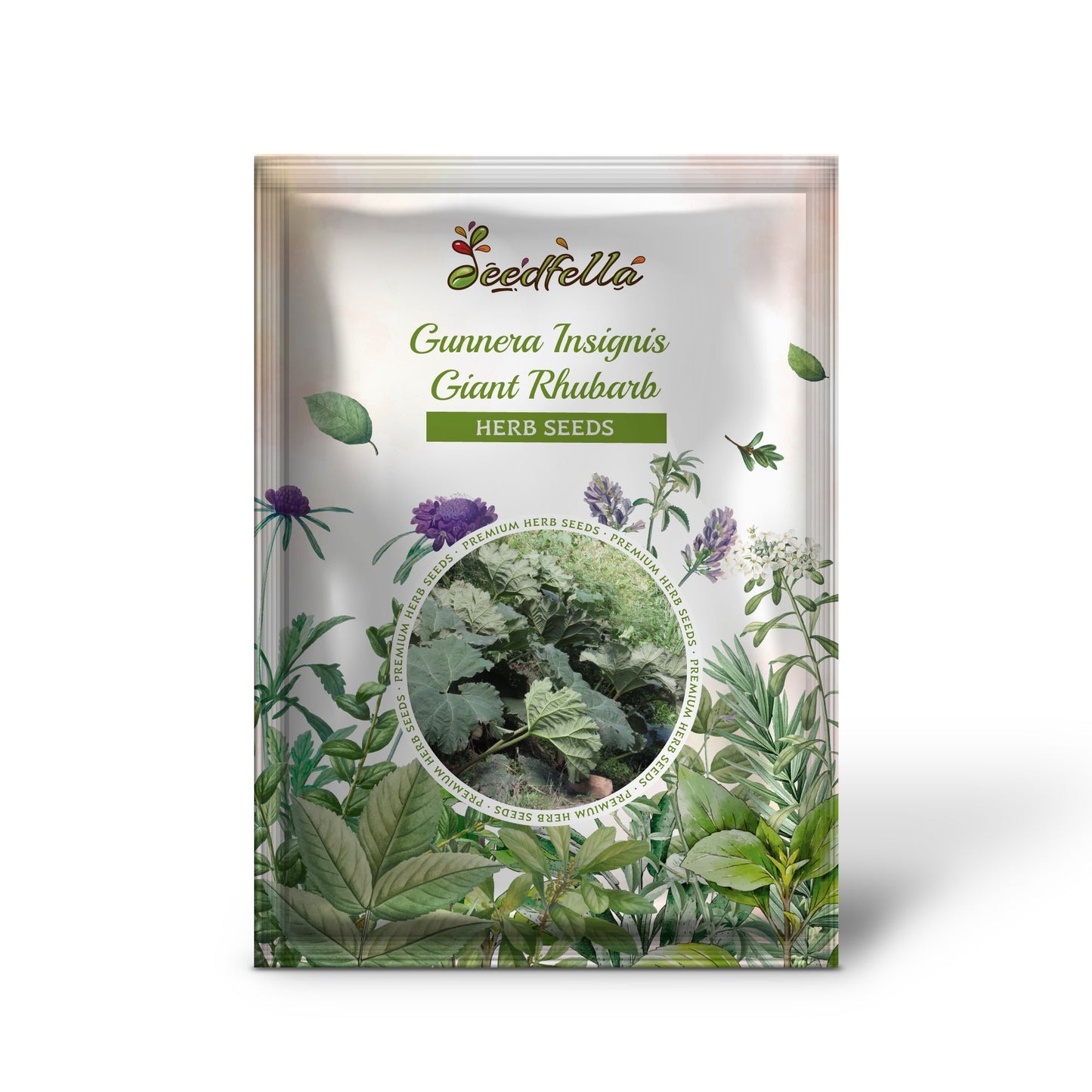 Gunnera Insignis Giant Rhubarb (Leaves up to 6' Wide, Red Flower Spikes to 3') Dinosaur Plant Seeds