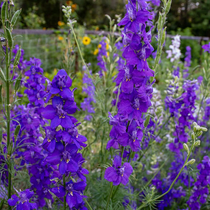 Blauer Rittersporn Blumensamen