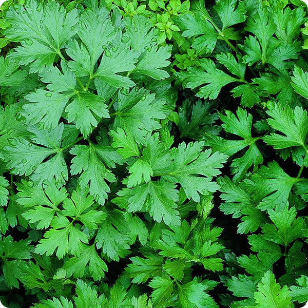 Giant Of Italy Parsley Seeds Petroselinum Crispum heirloom non-gmo organic garden seeds