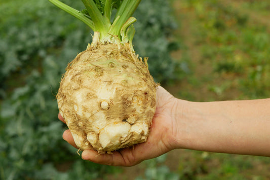 Giant Prague Celeriac Apium Graveolens Celery Root Vegetable Seeds heirloom non-gmo organic garden seeds