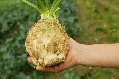 Giant Prague Celeriac Apium Graveolens Celery Root Vegetable Seeds heirloom non-gmo organic garden seeds