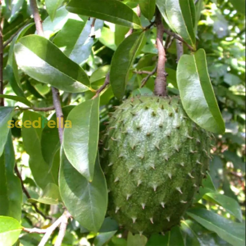 Giant Soursop Planting Seeds For Growing Exotic Fruit Premium Quality, Easy To Grow heirloom non-gmo organic garden seeds