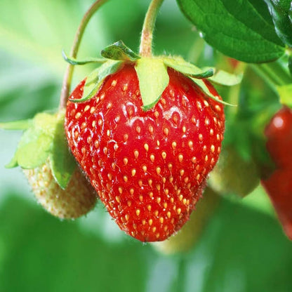 Giant Strawberry Fragaria pantassa Seeds for Planting fruit garden home pots