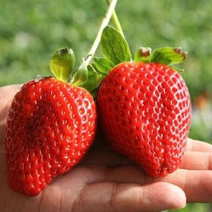 Giant Strawberry Fragaria Pantassa Seeds For Planting Fruit Garden Home Pots heirloom non-gmo organic garden seeds