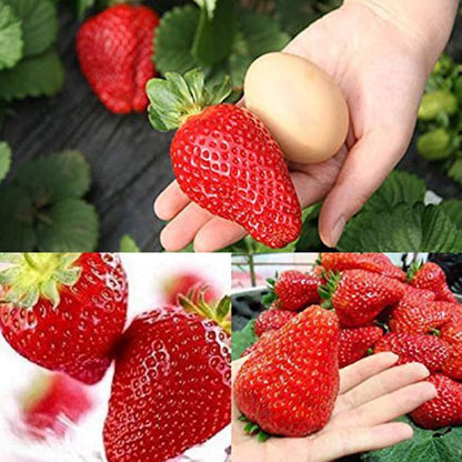 Giant Strawberry Seeds – Organic, Non Gmo Fruit For Garden heirloom non-gmo organic garden seeds