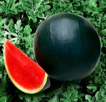 Florida Giant Watermelon (Cannon Ball, Black Diamond) Citrullus Fruit Seeds