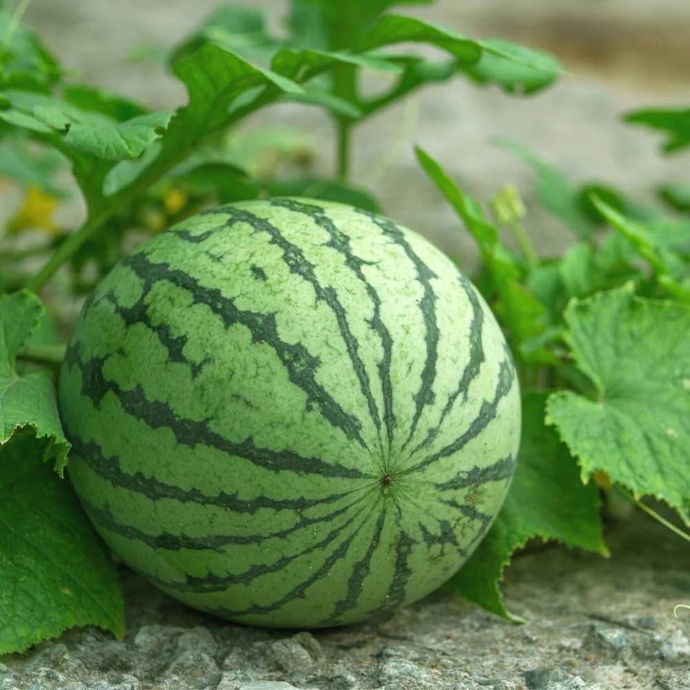Giant Watermelon Seeds – Sweet Non-GMO Edible Fruits