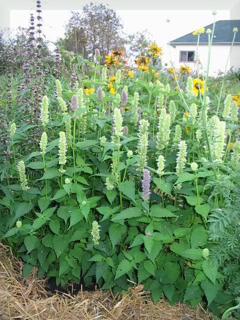 Giant Yellow Hyssop Agastache Nepetoides Herb Flower Seeds heirloom non-gmo organic garden seeds