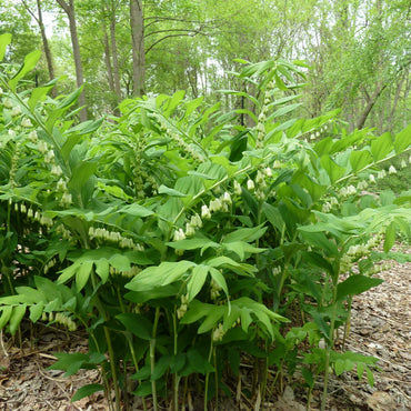 Semi di Pianta di Sigillo di Salomone