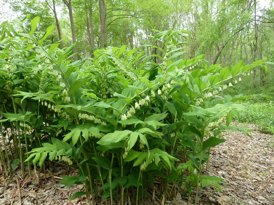 Solomon's Seal Plant Seeds