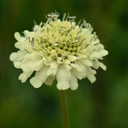 Gigantea Cephalaria Seeds for Planting
