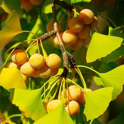 Ginkgo Biloba Maidenhair Tree – Yellow Fall Orange "Fruit" Herb Seeds