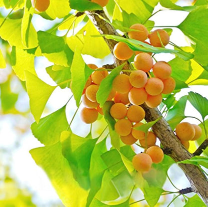 Ginkgo Biloba Maidenhair Tree – Yellow Fall Orange "Fruit" Herb Seeds
