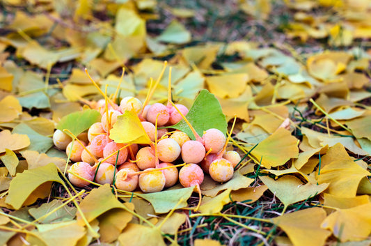 Ginkgo Biloba Maidenhair Tree – Yellow Fall Orange "Fruit" Herb Seeds heirloom non-gmo organic garden seeds