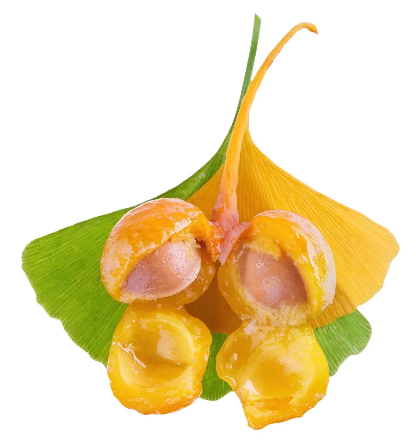 ginkgo biloba seeds planting Ginkgo Biloba Seeds: Planting Yellow Seeds For Ancient Trees Organic Garden  Seeds – Pure Asia Seeds
