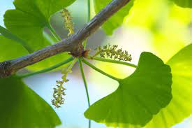 Majestic Ginkgo Biloba Tree Seeds For Easy Planting heirloom non-gmo organic garden seeds
