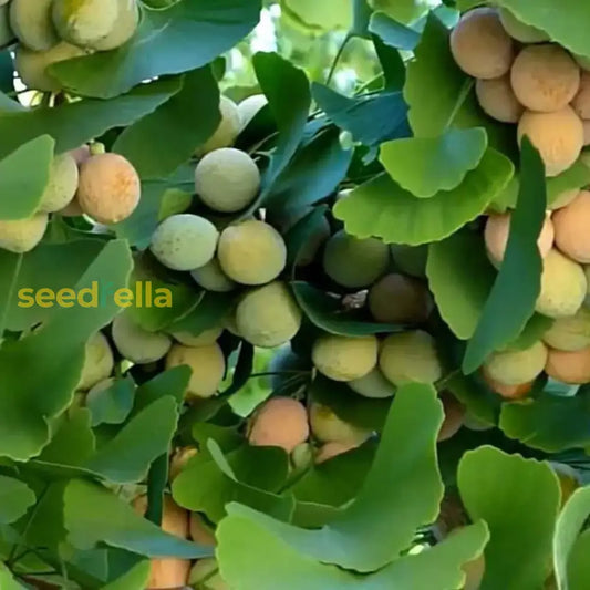 Ginkgo Seeds For Planting Mixed Varieties heirloom non-gmo organic garden seeds